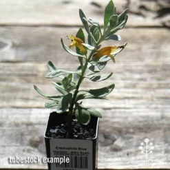 Eremophila Blue Horizon - Emu Bush -Cheap The Aussie Garden Store apo blue horizon tubestock top