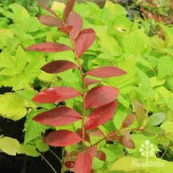 Blueberry Sunshine Blue -Cheap The Aussie Garden Store apo blueberry sunshine blue on raspberry