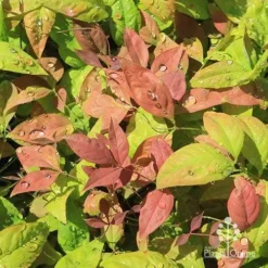 Nandina BLUSH­ -Cheap The Aussie Garden Store apo blush nandina spring colours