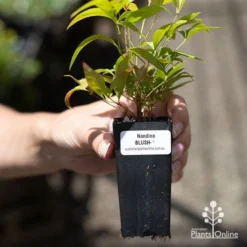 Nandina BLUSH­ -Cheap The Aussie Garden Store apo blush tube
