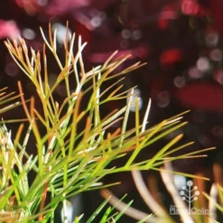 Grevillea Bon Accord -Cheap The Aussie Garden Store apo bon accord bronze foliage