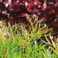 Grevillea Bon Accord -Cheap The Aussie Garden Store apo bon accord bronze foliage2