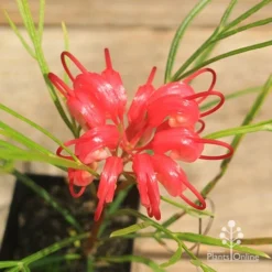 Grevillea Bon Accord -Cheap The Aussie Garden Store apo bon accord grevillea flower