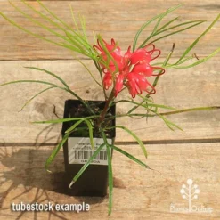Cheap The Aussie Garden Store -Cheap The Aussie Garden Store apo bon accord grevillea tubestock in flower