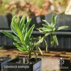 Grevillea Bonnie Prince Charlie -Cheap The Aussie Garden Store apo bonnie prince charlie grevillea tubestock