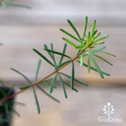 Boronia Clavata - Bremer Boronia -Cheap The Aussie Garden Store apo boronia clavata foliage
