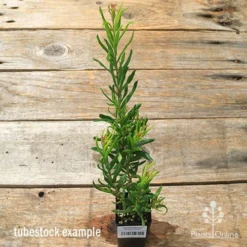 Grevillea Bonnie Prince Charlie -Cheap The Aussie Garden Store apo bpc tubestock tall