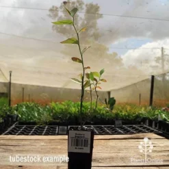 Blueberry Brightwell -Cheap The Aussie Garden Store apo britewell tubestock side