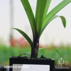 Agapanthus Buccaneer -Cheap The Aussie Garden Store apo buccaneer purple stem