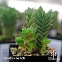 Crassula Buddha’s Temple - Succulent -Cheap The Aussie Garden Store apo buddhas temple baby buddhas