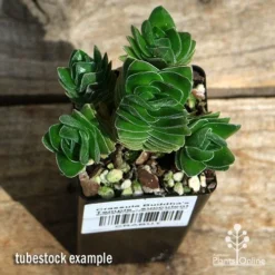 Crassula Buddha’s Temple - Succulent -Cheap The Aussie Garden Store apo buddhas temple cluster above