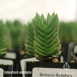 Crassula Buddha’s Temple - Succulent -Cheap The Aussie Garden Store apo buddhas temple tall