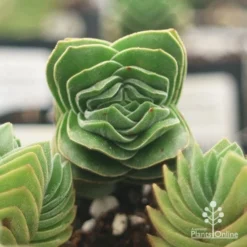 Crassula Buddha’s Temple - Succulent -Cheap The Aussie Garden Store apo buddhas temple top