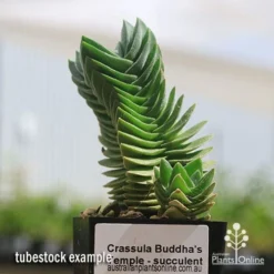 Crassula Buddha’s Temple - Succulent -Cheap The Aussie Garden Store apo buddhas temple tubestock