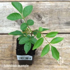 Burdekin Plum - Pleiogynium -Cheap The Aussie Garden Store apo burdekin tubestock top