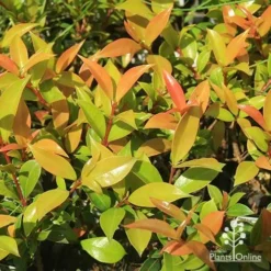 Syzygium Bush Christmas - Lilly Pilly -Cheap The Aussie Garden Store apo bush christmas foliage