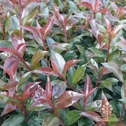 Syzygium Bush Christmas - Lilly Pilly -Cheap The Aussie Garden Store apo bush christmas foliage colour