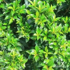 Syzygium Bush Christmas - Lilly Pilly -Cheap The Aussie Garden Store apo bush christmas syzygium foliage