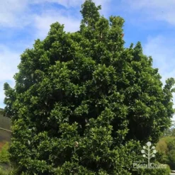 Syzygium Bush Christmas - Lilly Pilly -Cheap The Aussie Garden Store apo bush christmas syzygium nursery