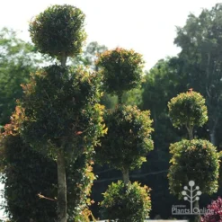 Syzygium Bush Christmas - Lilly Pilly -Cheap The Aussie Garden Store apo bush christmas topiaries