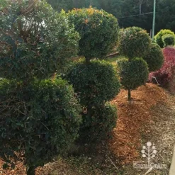 Syzygium Bush Christmas - Lilly Pilly -Cheap The Aussie Garden Store apo bush christmas topiary balls