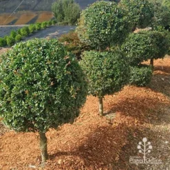 Cheap The Aussie Garden Store -Cheap The Aussie Garden Store apo bush christmas topiary winter