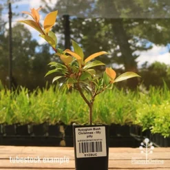 Syzygium Bush Christmas - Lilly Pilly -Cheap The Aussie Garden Store apo bush christmas tubestock