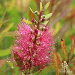 Callistemon Candy Burst 36 Callistemon Candy Burst -Cheap The Aussie Garden Store apo callistemon candy burst autumn