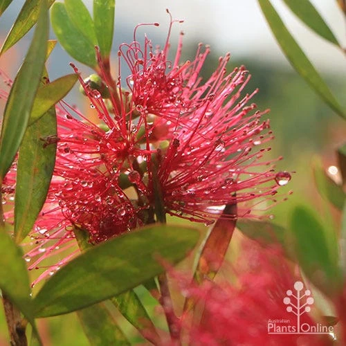 Callistemon Candy Burst 15 Callistemon Candy Burst - Image 15