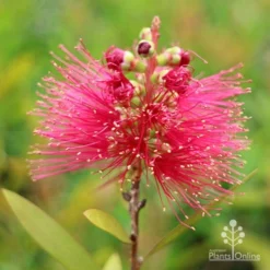Callistemon Candy Burst 33 Callistemon Candy Burst -Cheap The Aussie Garden Store apo callistemon candy burst flower
