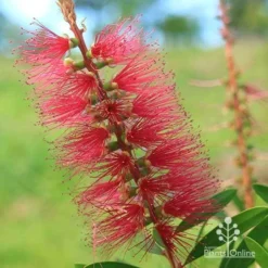 Callistemon Candy Burst 37 Callistemon Candy Burst -Cheap The Aussie Garden Store apo callistemon candy burst flower close