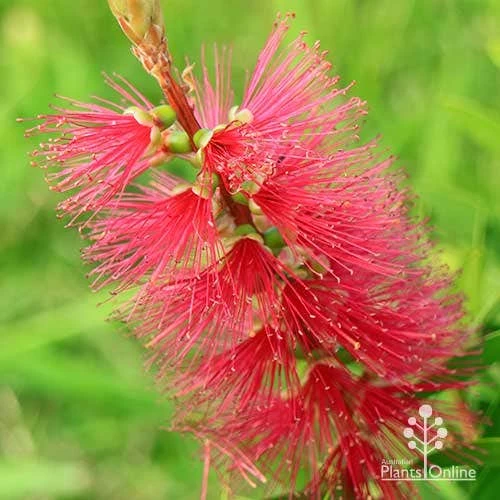 Callistemon Candy Burst 3 Callistemon Candy Burst - Image 3