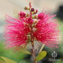 Callistemon Candy Burst 30 Callistemon Candy Burst -Cheap The Aussie Garden Store apo callistemon candy burst flower2