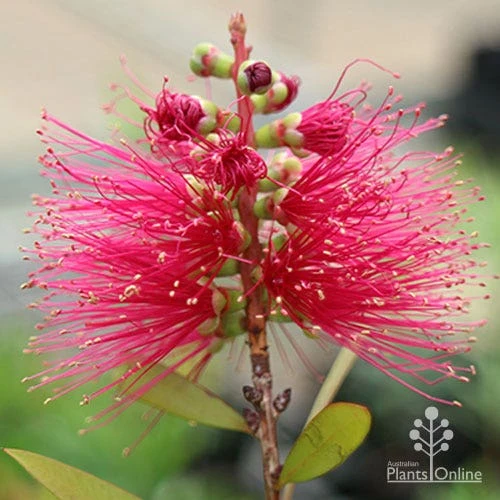 Callistemon Candy Burst 11 Callistemon Candy Burst - Image 11