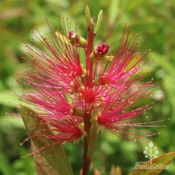 Callistemon Candy Burst 35 Callistemon Candy Burst -Cheap The Aussie Garden Store apo callistemon candy burst flower 1