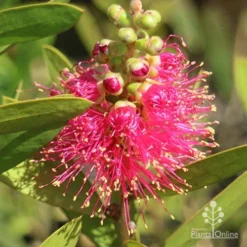 Callistemon Fluro Burst 28 Callistemon Fluro Burst -Cheap The Aussie Garden Store apo callistemon fluro burst ozbreed
