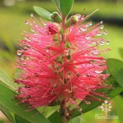 Callistemon Fluro Burst 31 Callistemon Fluro Burst -Cheap The Aussie Garden Store apo callistemon fluro burst rain