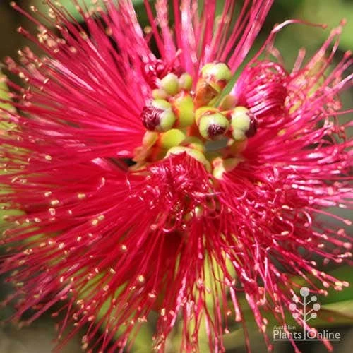 Callistemon Fluro Burst 4 Callistemon Fluro Burst - Image 4