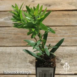 Callistemon Macarthur -Cheap The Aussie Garden Store apo callistemon macarthur tubestock top