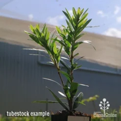 Callistemon Macarthur -Cheap The Aussie Garden Store apo callistemon macarthur tubestock2