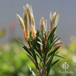 Callistemon Summer Days™ -Cheap The Aussie Garden Store apo callistemon summer days new leaves