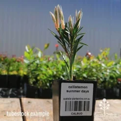 Callistemon Summer Days™ -Cheap The Aussie Garden Store apo callistemon summer days tubestock 2