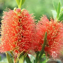 Callistemon Tangerine Dream 11 Callistemon Tangerine Dream -Cheap The Aussie Garden Store apo callistemon tangerine dream flowers