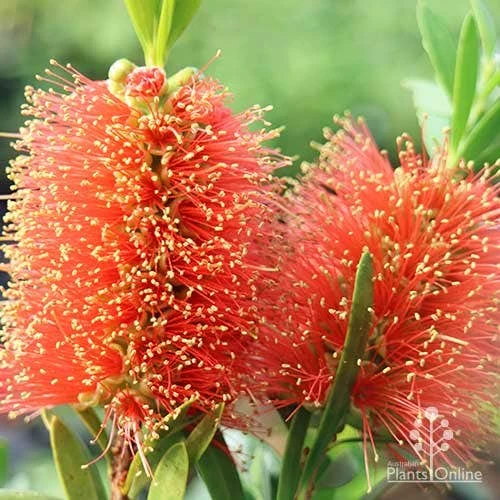 Callistemon Tangerine Dream 3 Callistemon Tangerine Dream - Image 3