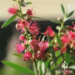 Callistemon Taree Pink 9 Callistemon Taree Pink -Cheap The Aussie Garden Store apo callistemon taree pink close