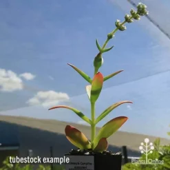 Crassula Campfire - Succulent -Cheap The Aussie Garden Store apo campfire flowering green phase