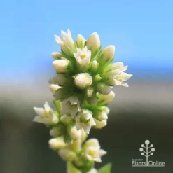 Crassula Campfire - Succulent -Cheap The Aussie Garden Store apo campfire flowers closeup