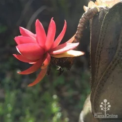 Crassula Campfire - Succulent -Cheap The Aussie Garden Store apo campfire in boot