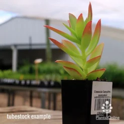 Crassula Campfire - Succulent -Cheap The Aussie Garden Store apo campfire tubestock side