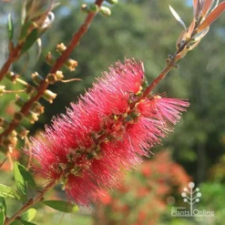 Callistemon Candy Burst 27 Callistemon Candy Burst -Cheap The Aussie Garden Store apo candy burst callistemon flower perfect
